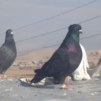 کفتر|پرنده|شیراز, برمشور علیا|دیوار