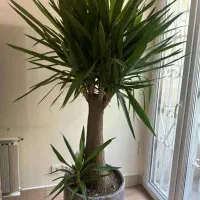 رسیدگی گل درمحل گیاه پزشک تعویض خاک گلدان باغچه|خدمات باغبانی و درختکاری|تهران, سعادت‌آباد|دیوار