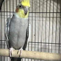 عروس هلندی|پرنده|صومعهسرا, |دیوار