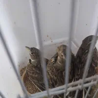 سهره خاکی|پرنده|رشت, کوی حسینی|دیوار