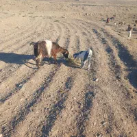 حیوانات خانگی