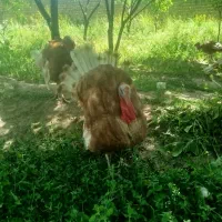 بوقلمون زینتی و چاق