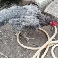 مرغ لاری اصیل|حیوانات مزرعه|نگین شهر, |دیوار