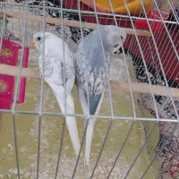 مرغ عشق طاووسی