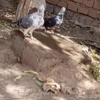 کفتر بزک سبز و سیاه