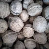 گردوباپوست موجودکیلو370|خوردنی و آشامیدنی|بهشهر, |دیوار