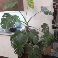 برگ انجیری مانستریا