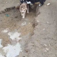 توله سگ|سگ|ماهیدشت, |دیوار