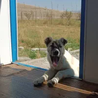 سگ سرابی ۵ماهه ماده قیمت ۴ تومن|سگ|ماکو, |دیوار