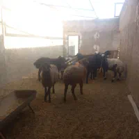 بره سبک باب پرواربندی|حیوانات مزرعه|کاشان, شهرک صنعتی راوند|دیوار