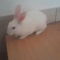 خرگوش