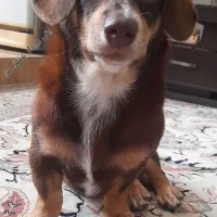 سگ پینچر انگلیسی پاکوتاه کوتوله|سگ|کرمانشاه, |دیوار