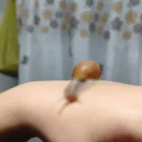 پوست . حلزون