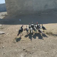 بوقلمون درشت هیکلی