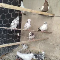 کبوتر پرشی جوجه کار 11تا|پرنده|قم, دورشهر|دیوار
