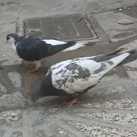 کبوتر سالم|پرنده|مشهد, شهید قربانی|دیوار