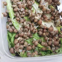 حلزون|خزنده|داراب, |دیوار