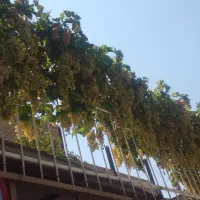 سبد ۵کیلویی انگور نوع نوع ۱۱۰تا