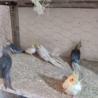 عروس هلندی|پرنده|مشهد, شهید شهریاری|دیوار