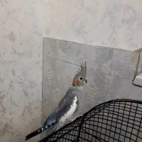 عروس هلندی ماده