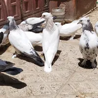 کبوتر کاکلی پاچکمه|پرنده|کرج, کلاک نو|دیوار