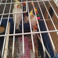 دوعدد عروس هلندی نر و ماده