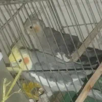 عروس هلندی مولد