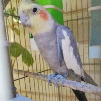 عروس هلندی نر ۲ساله بالغ سخنگو