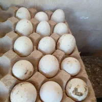 تخم اردک چینی