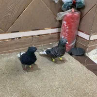 دم سفید در هویزه|پرنده|سوسنگرد, |دیوار