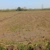 ۶۳۰۰ متر زمین کشاورزی برنج / لاهیجان|فروش زمین و ملک کلنگی|رودبنه, |دیوار