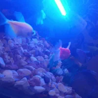 ماهی|ماهی|فولادشهر, B2|دیوار