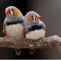 فروش یک جفت فنچ مولد