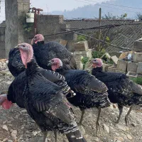 بوقلمون و اردک|حیوانات مزرعه|ماکلوان, |دیوار