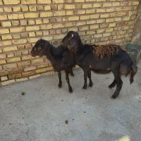 بره قوچی قره غزل