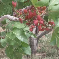 زمین کشاورزی  وباغ پسته