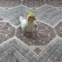 عروس هلندی