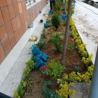 خدمات باغبانی باغچه کاری تعویض خاک گلدان کاشت.گل|خدمات باغبانی و درختکاری|تهران, پاسداران|دیوار
