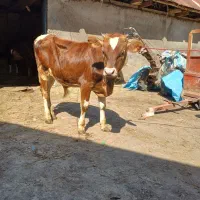 ورزاکوله فروشی