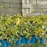 درختچه های انگور|گل و گیاه طبیعی|مشگین شهر, |دیوار