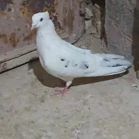 سلام به علت کمبود جا بفروش میرسند