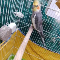 عروس هلندی نر -ابلق سینامون|پرنده|اسدآباد, |دیوار