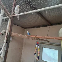 عروس هلندی|پرنده|کرج, فاز ۳ مهرشهر|دیوار