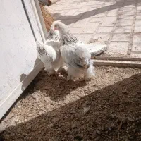 جوجه رسمی گلین