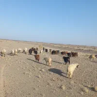 گوسفندفروشی