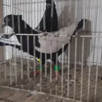 نروماده دوکت پنبه تمیز