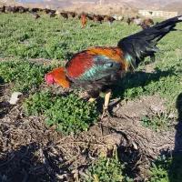 مرغ 7 ماهه|حیوانات مزرعه|مشگین شهر, |دیوار