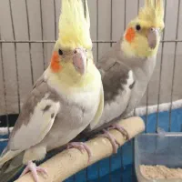 عروس هلندی