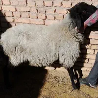 بره شال 18ماهه