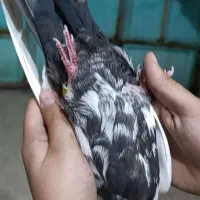 کبوتر|پرنده|مسجد سلیمان, |دیوار